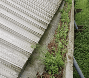 Happy customers in Faringdon who trust The Roof Moss Cleaners for gutter cleaning services